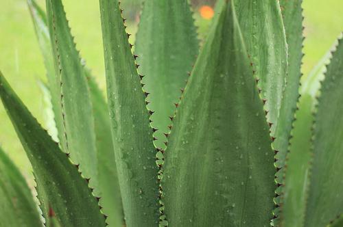 Agave