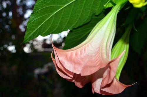 Brugmansia