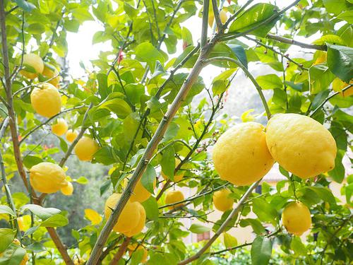 Citron d'Italie