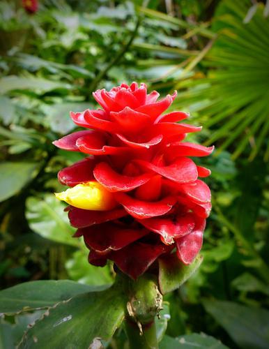 Costus