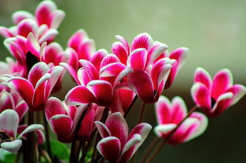 Cyclamen