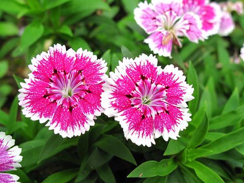 Dianthus