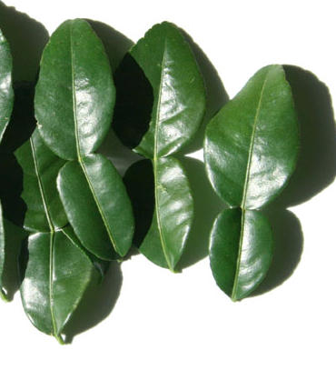 Feuille de Bergamote