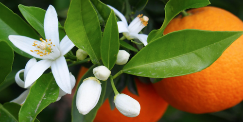 Fleur d'Oranger Amer
