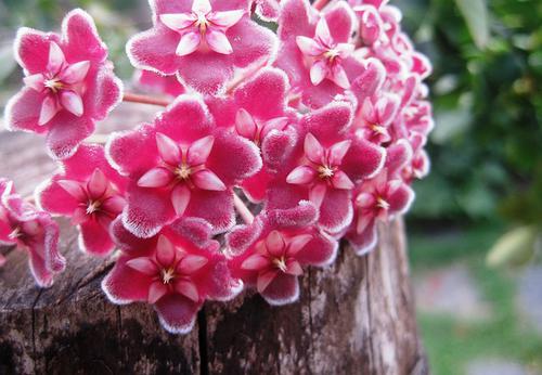 Fleur de Cire (Hoya)
