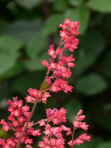 Heuchera
