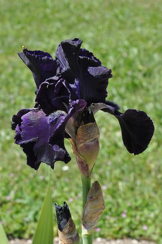 Iris Noir