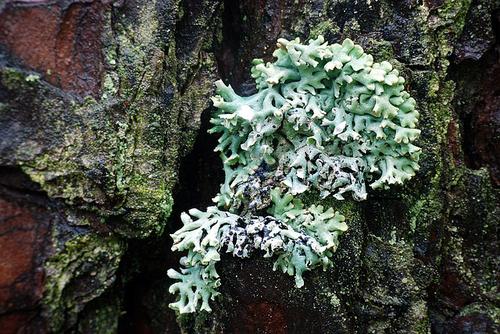 Lichen