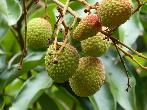 Litchi