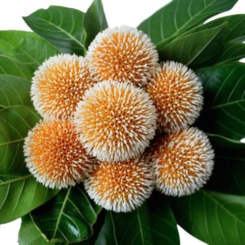 Neolamarckia Cadamba