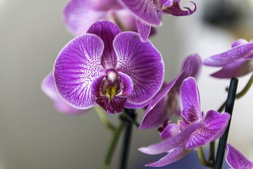 Orchidée