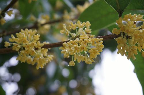 Osmanthus du Japon