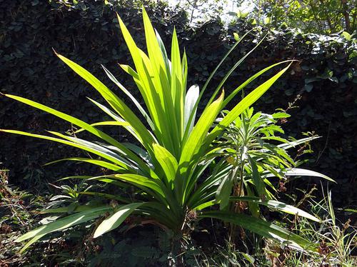 Pandanus
