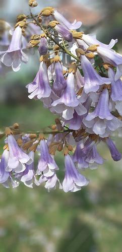 Paulownia