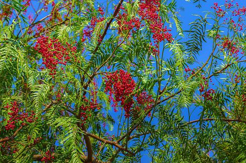 Pepper Tree Berries