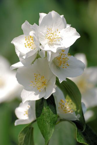 Philadelphus