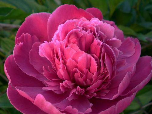 Pivoine Rose