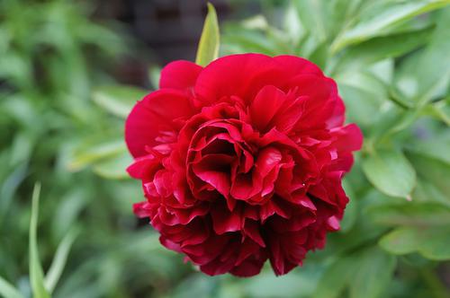 Pivoine Rouge