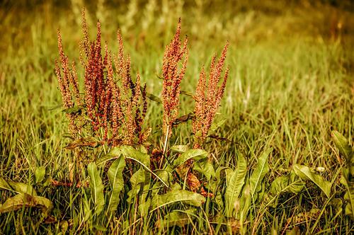 Rumex