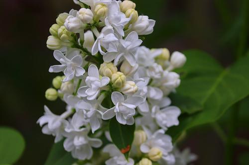 Syringa