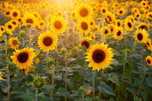 Tournesol