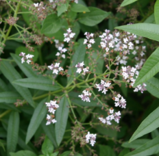 Verveine Odorante