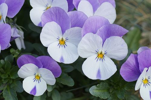 Violette Blanche