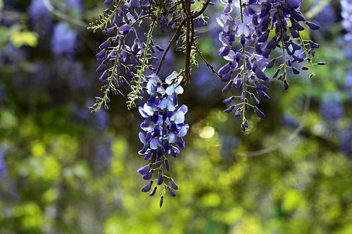 Wisteria
