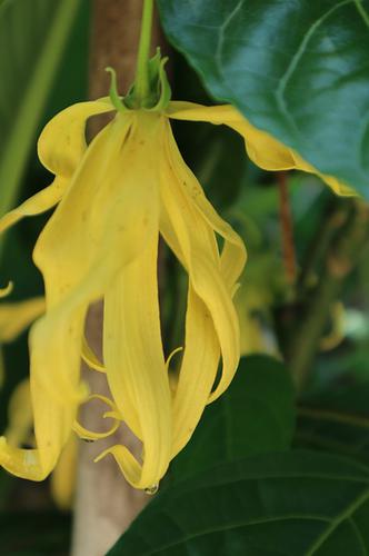 Ylang-Ylang